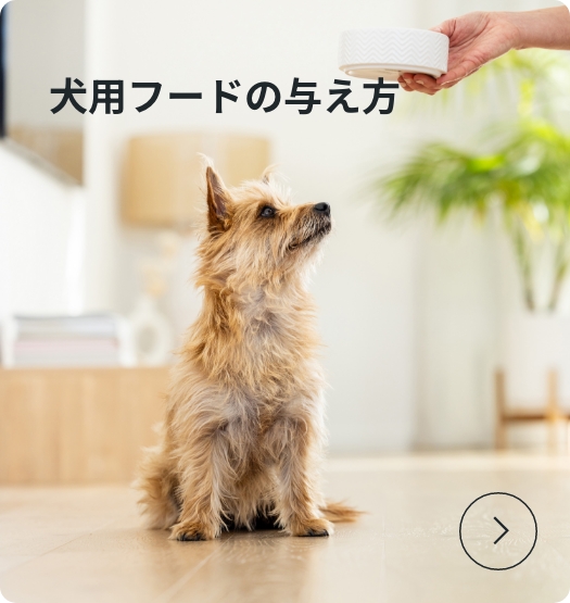 犬用フードの与え方