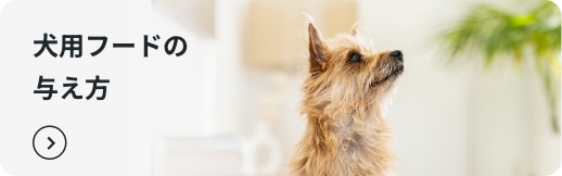 犬用フードの与え方