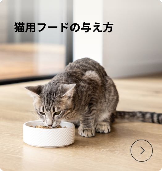 猫用フードの与え方
