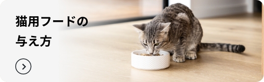 猫用フードの与え方