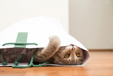 猫の病気と食事の関係