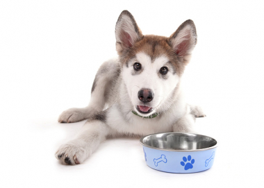 犬がフードを食べない理由