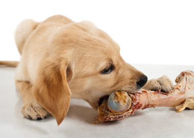 これからペットを飼うみなさまへ1