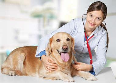 犬のアレルギーはドッグフードが原因！？