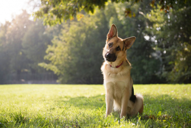 善玉？ 悪玉？ 低い方が良い？ コレステロールの本当の話