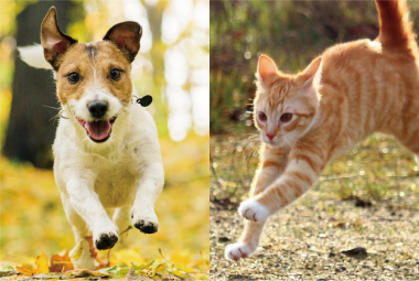 “動ける体を維持し続ける”ための食事