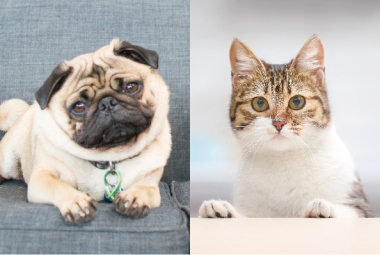 K9ナチュラルは高タンパク質・高脂質な食事？