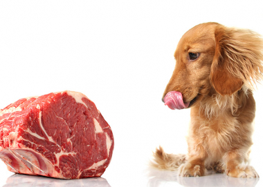 起源を知ろう!ドッグフードの歴史とは