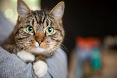 シニア期の猫に､本当に必要な食事とは？