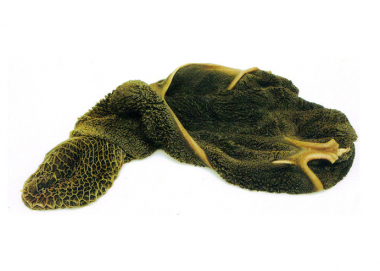 「グリーントライプ」とは？