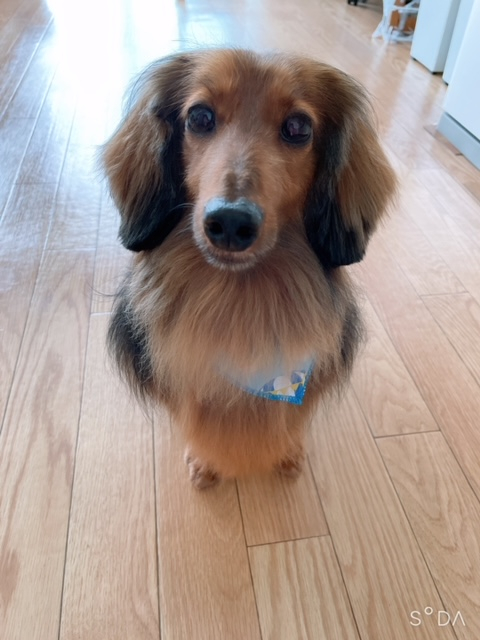 Ｋ９さんに出会えて良かったです！