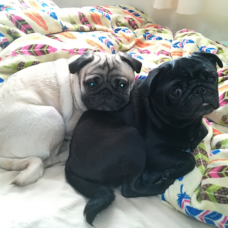 肌の痒み、毛質に悩んでいました。