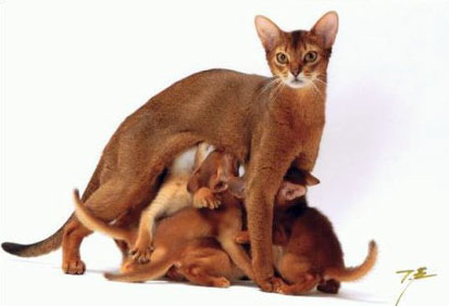 フィーラインナチュラルやProVidaを使用してみて