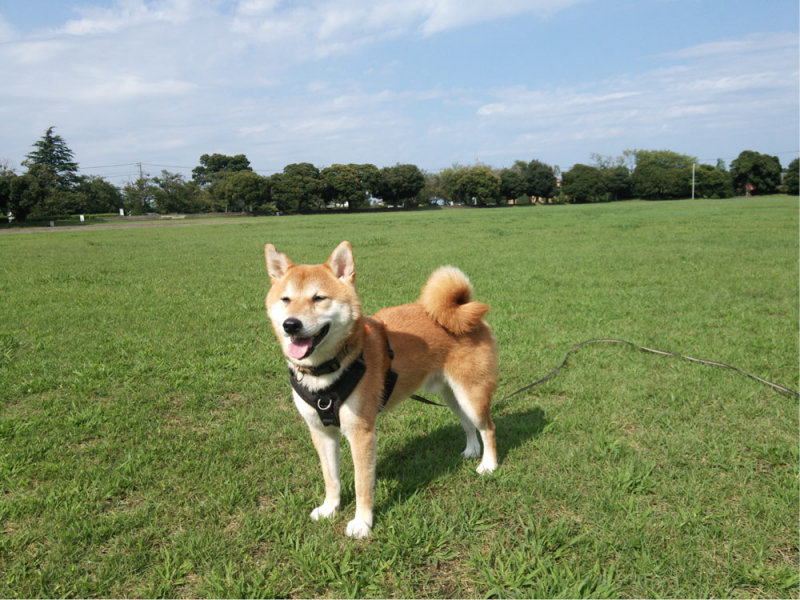 このご飯がとても好きです!
