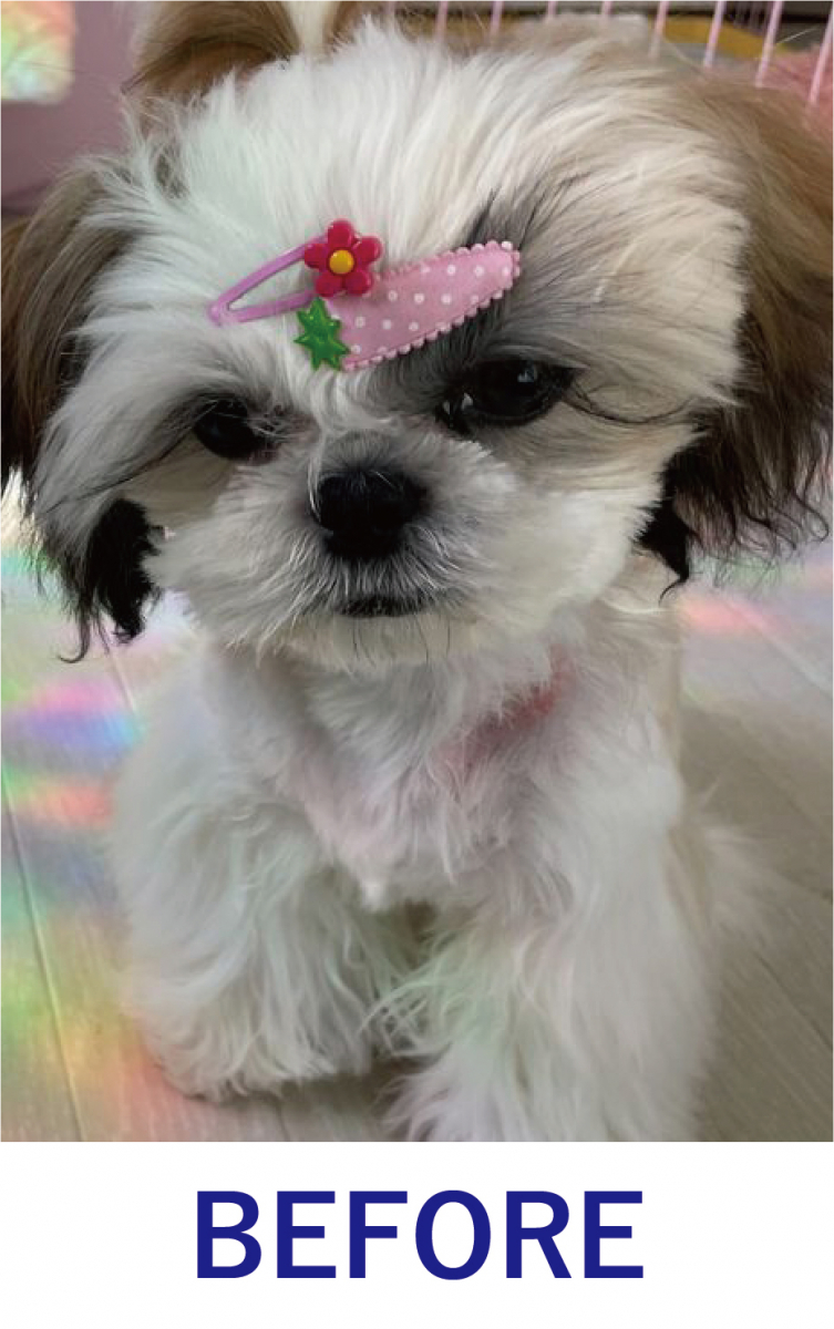 永遠にかかえて行くのかと思った皮膚トラブルがK9に変えて1ヶ月で治りました