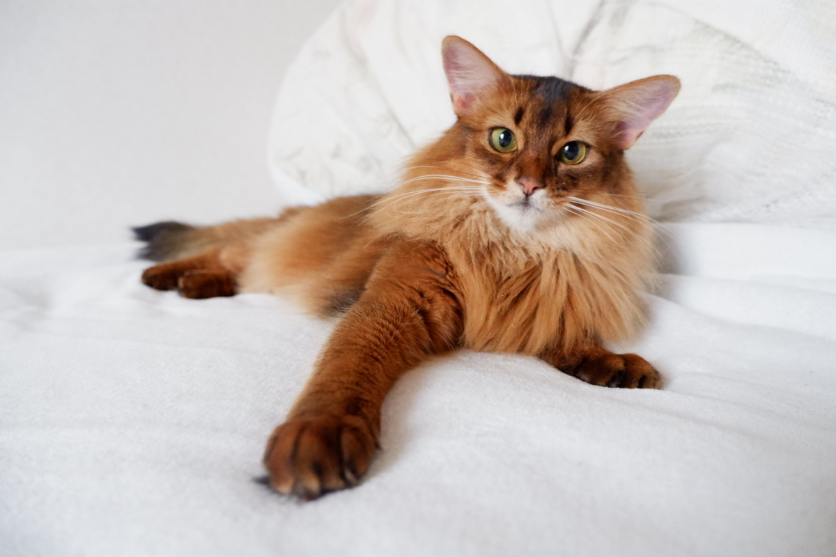 Feline Naturalをはじめとしたプレミアムフードのおかげで、今でも元気です