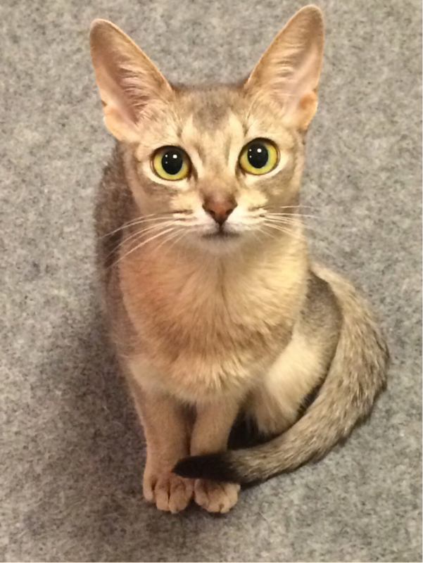 フィーラインナチュラルの購入を迷っている飼い主様へ！