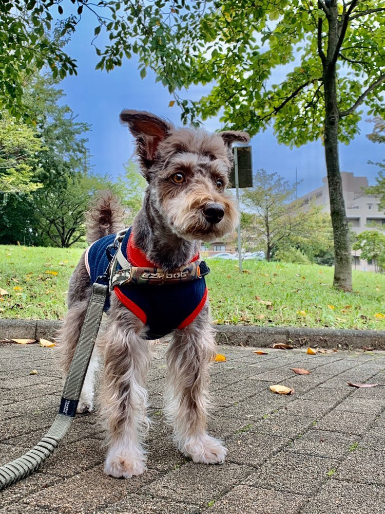 ProVida スキン&コートを使って