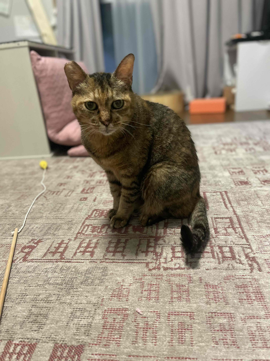 我が家の猫さんについて