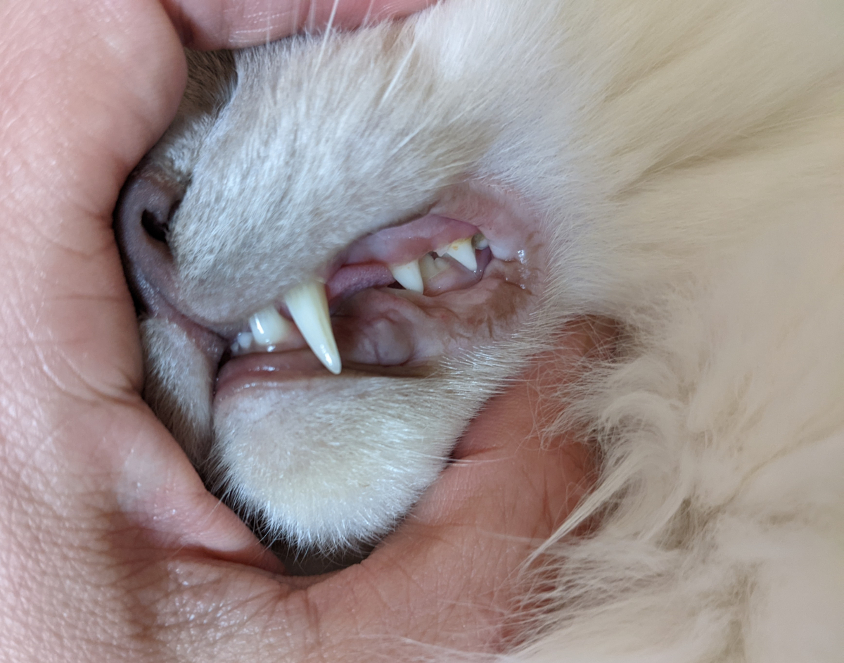 歯肉炎や胃腸で悩む猫ちゃんたちへ