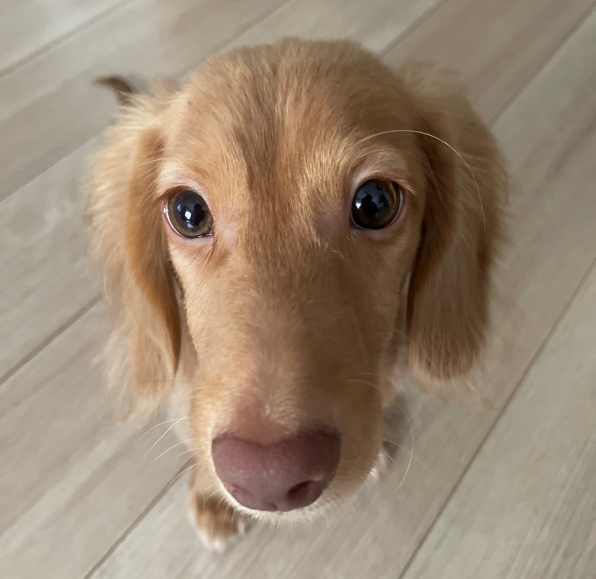 K9ナチュラルで初めてご飯を毎回完食してくれるようになりました！