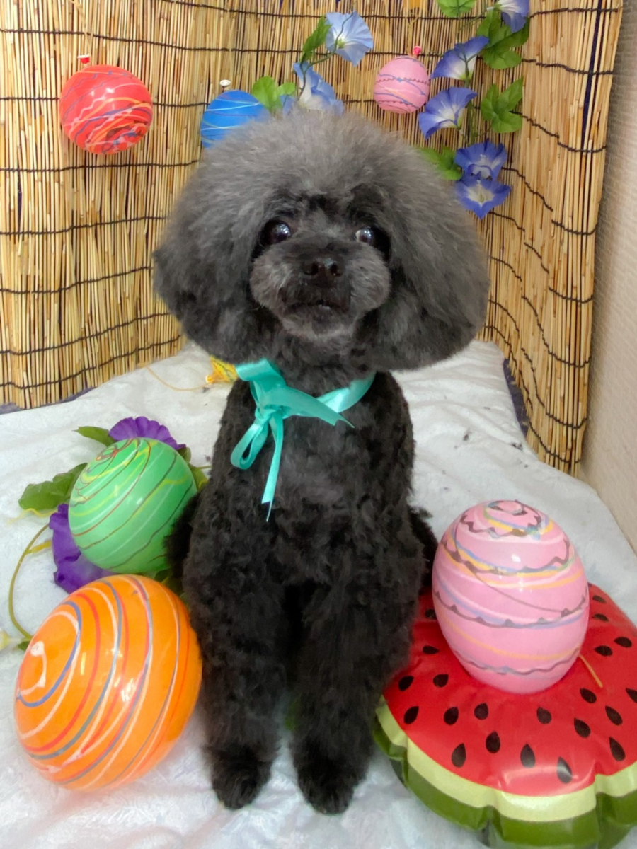 小さな頃からの被毛のトラブルに悩まされていました。