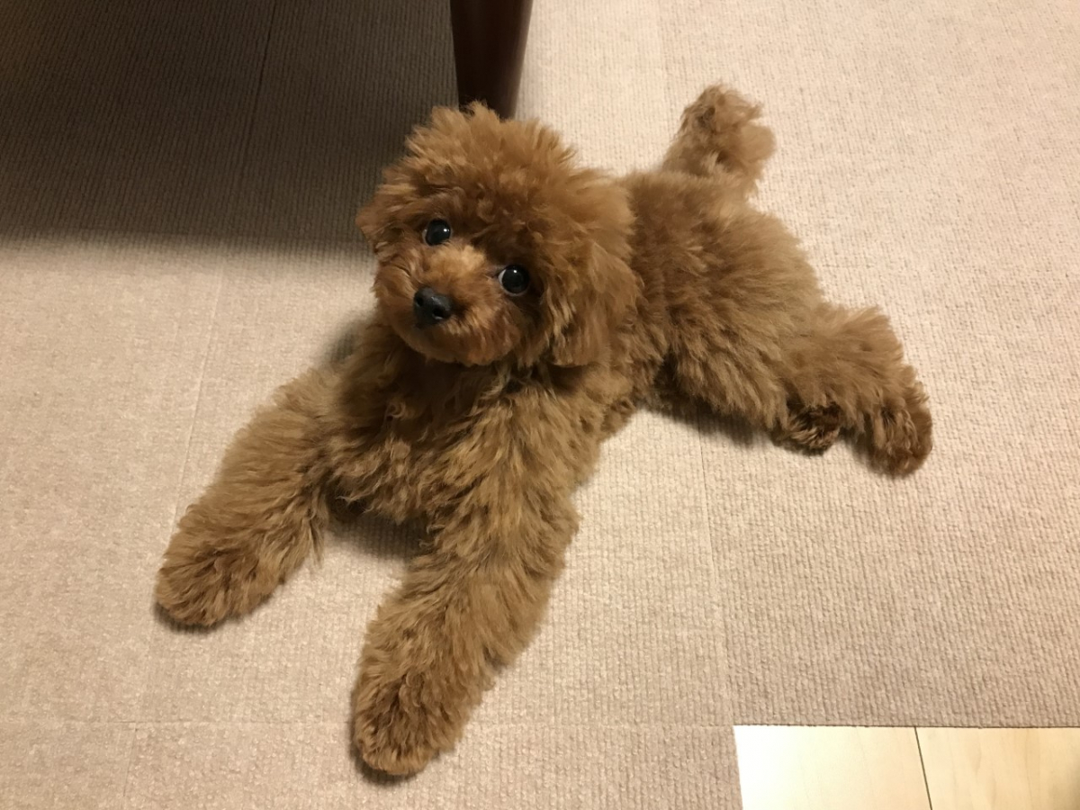 本当に価値のあるフードと出会えました。