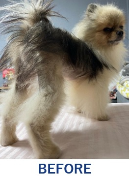 アロペシアＸ（脱毛症）で悩んでいたのが...