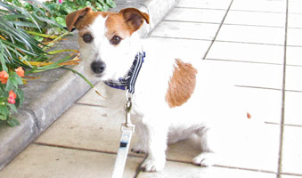 トライプを与えてから、嘔吐もなく調子がいいようです！