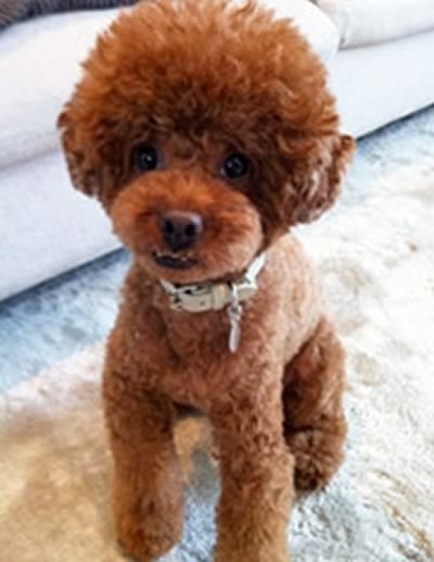 K9ナチュラルにしてから1ヶ月くらいすると、毛ヅヤが...