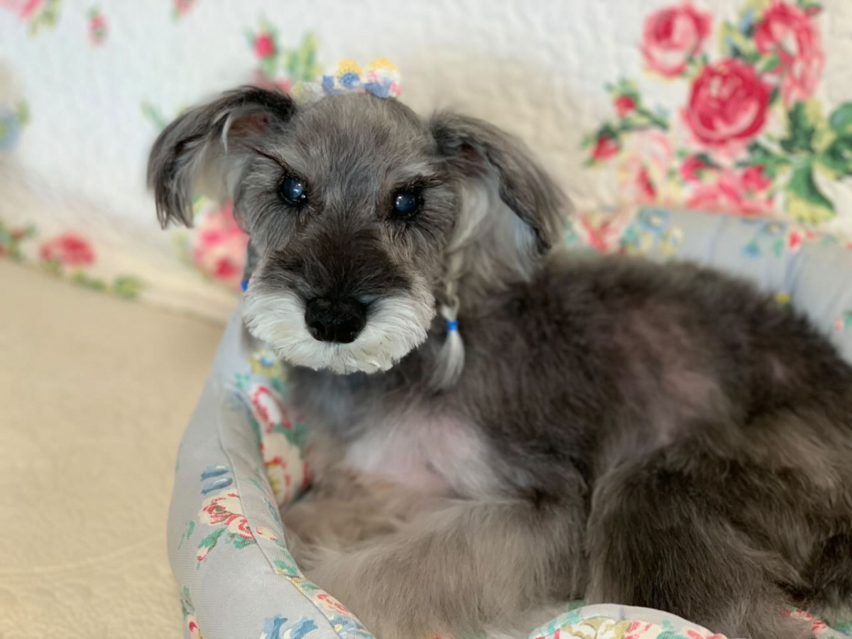 本当に合うフードが見つかるまですごく大変でした。