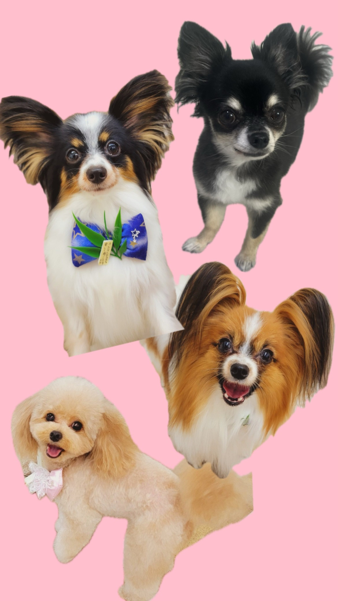 K9シリーズで4姉妹ふわっふわ