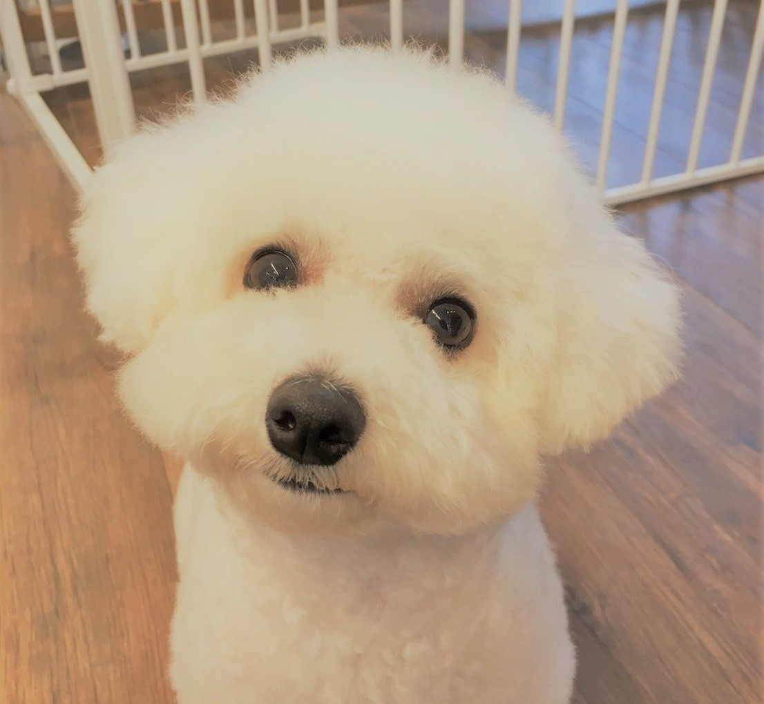 食いつき抜群で、涙やけ、膝関節の悩みが...