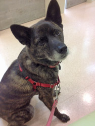 K9ナチュラルに切り替えた1ヵ月後の尿検査で、嬉しい変化が！