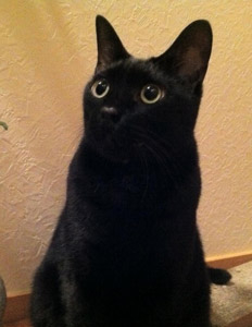 『フィーラインナチュラル』は試していただく価値は大いにあるご飯だと思います。