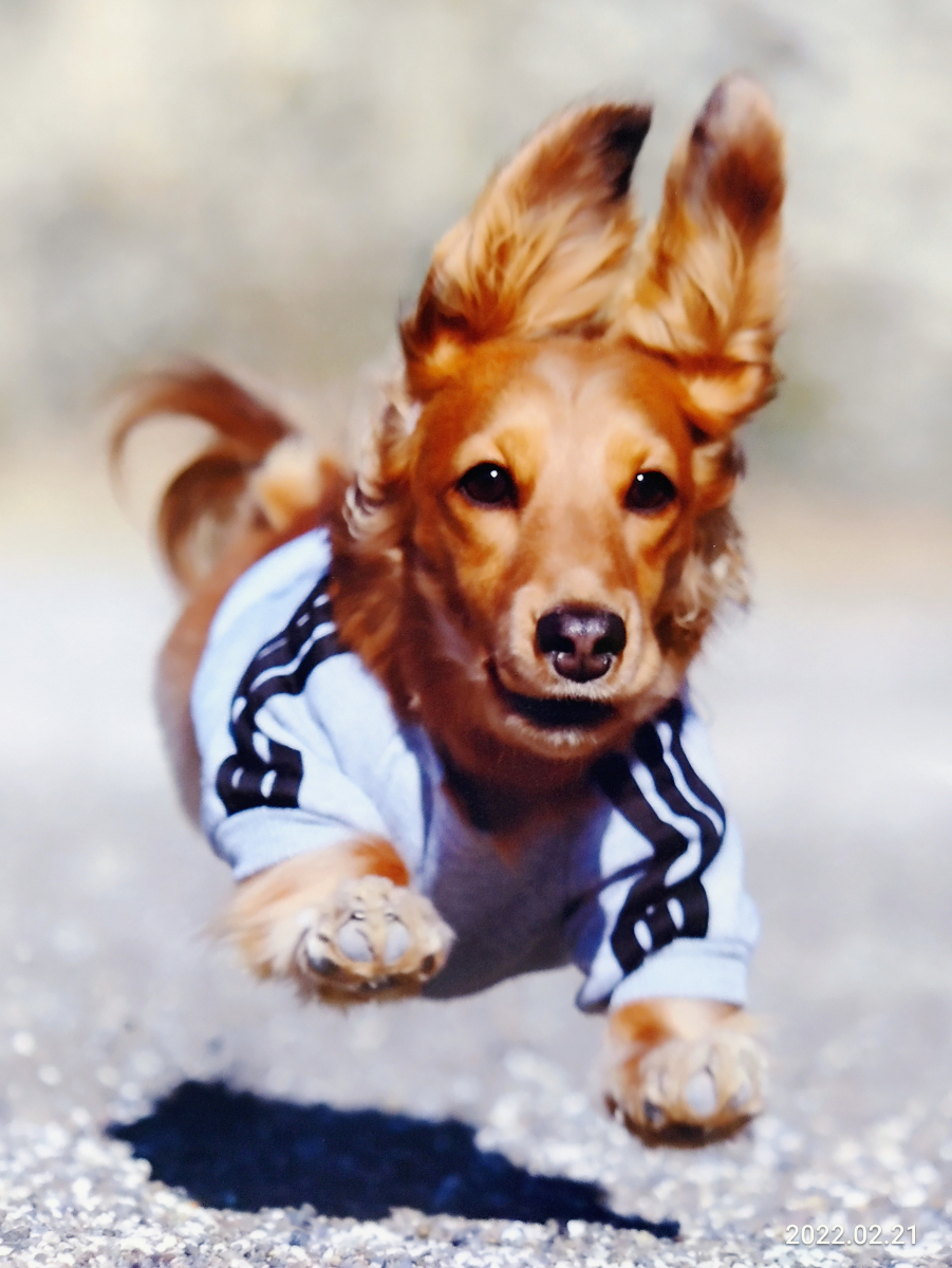 腸内環境が良いおかげで毛艶もピカピカ！