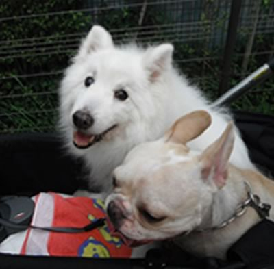 涙やけがあたりまえでした。でも、K9ナチュラルに出会ってからは…。