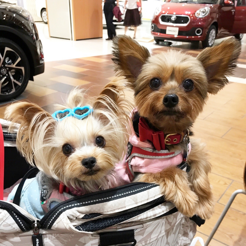 ウォッシュバーで洗うたびに、何をしても悩みの種だった毛艶が...