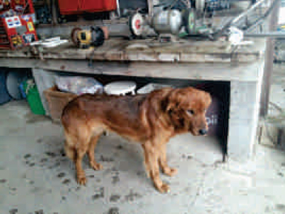 フラックスシード・オイルの体験談 牧羊犬、デュークの話