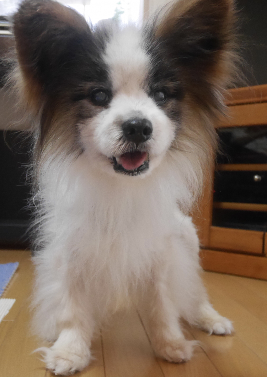 老犬に沢山の良い変化が現れました。