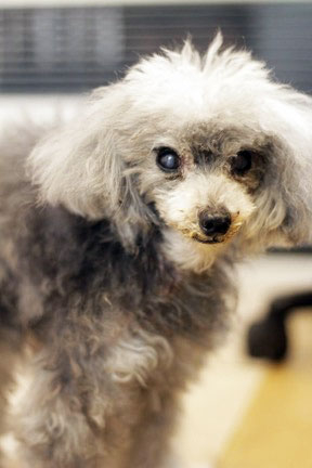 ふう太とK9ナチュラルの3年間は奇跡の連続でした