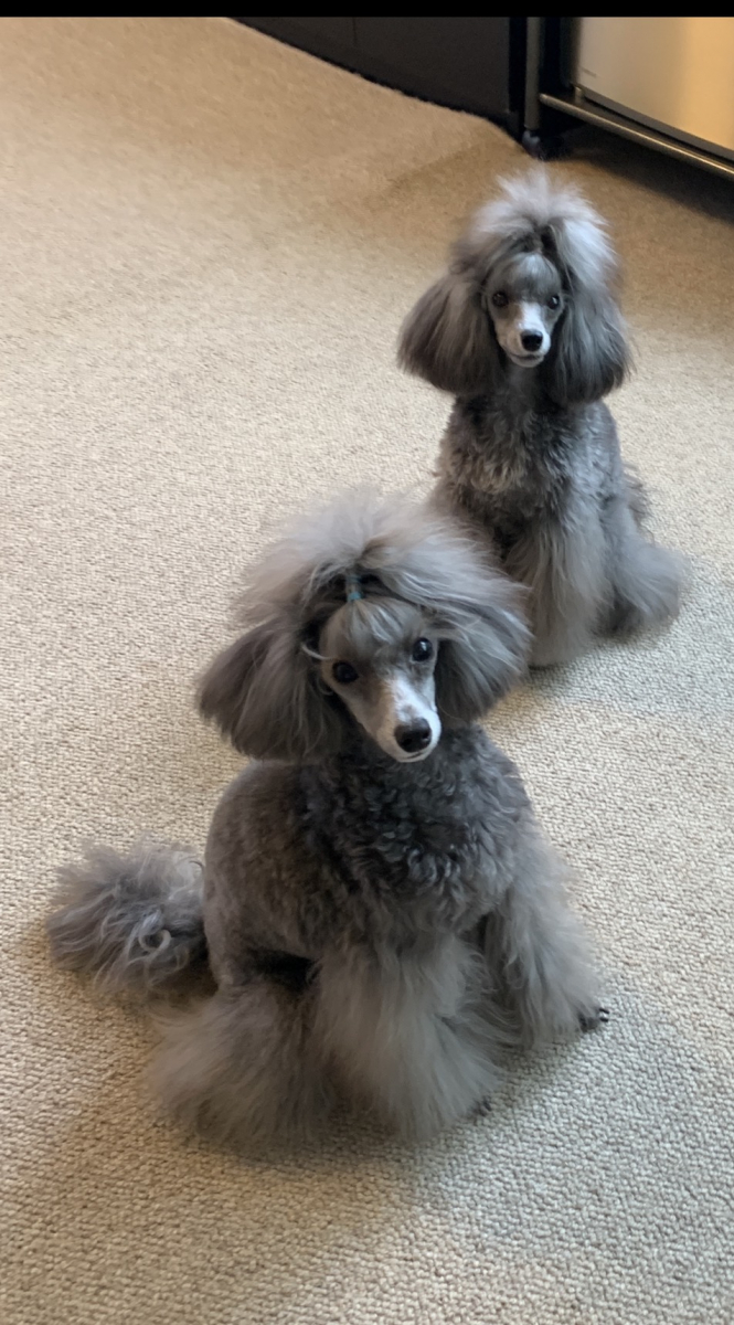 嘔吐が改善し、給与量も少なく栄養が十分とれる