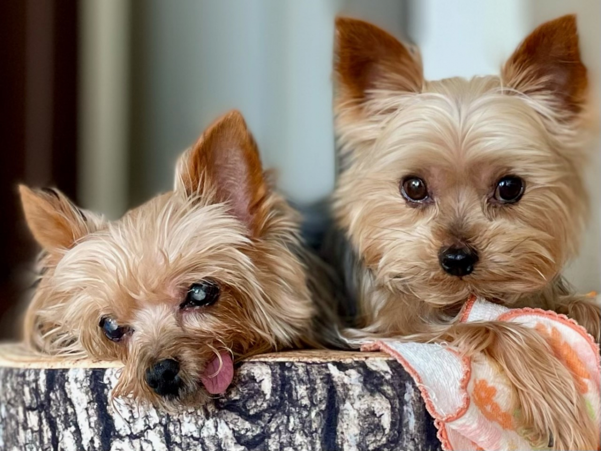 腎不全を患った愛犬が１７歳の誕生日を迎えることが出来ました！