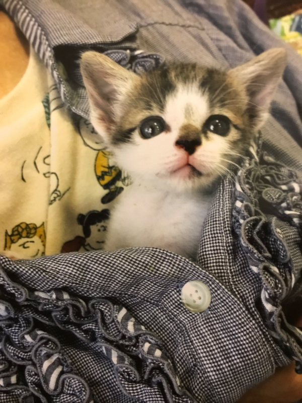 Felineのご飯で命を救われました。