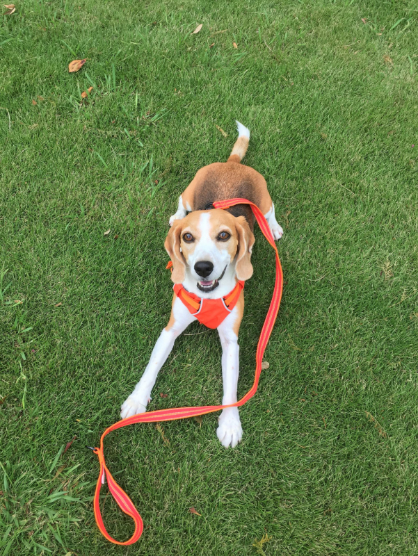 愛犬のために、なくてはならないものになりました。