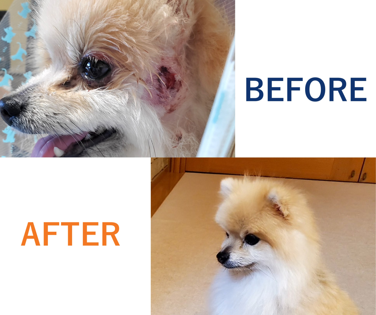 豆類を含まない食事として、K9ナチュラルを与えていただくことをお勧めしました。