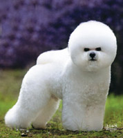 K9ナチュラルのおかげで６つのショーで優勝しました。