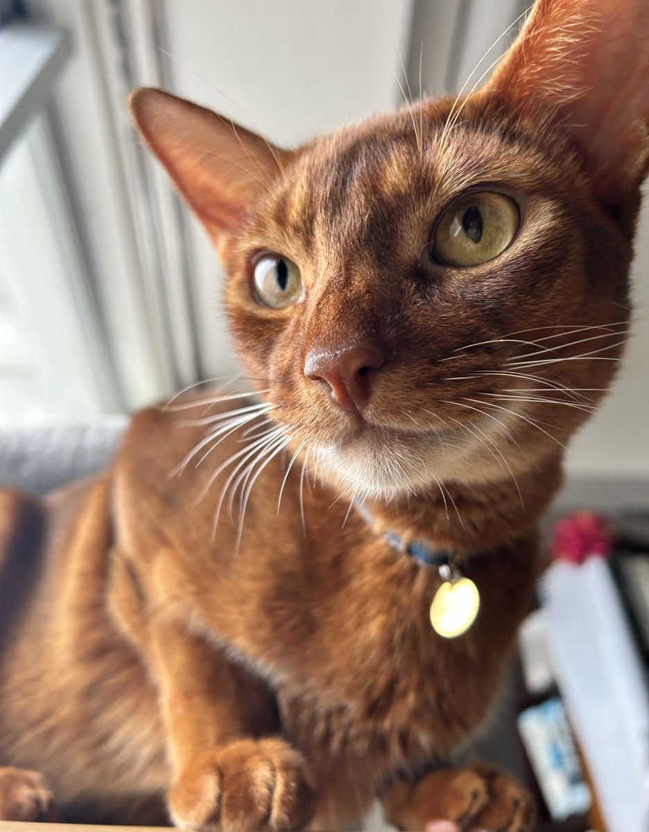 おしっこまで元気