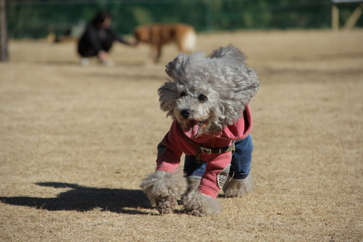 15歳から食べ始めたK9、いい変化が沢山ありました。