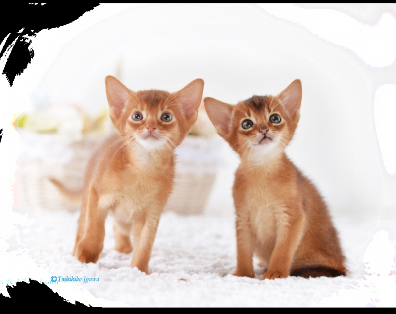 Felineナチュラル、生食フリーズドライフードの魅力